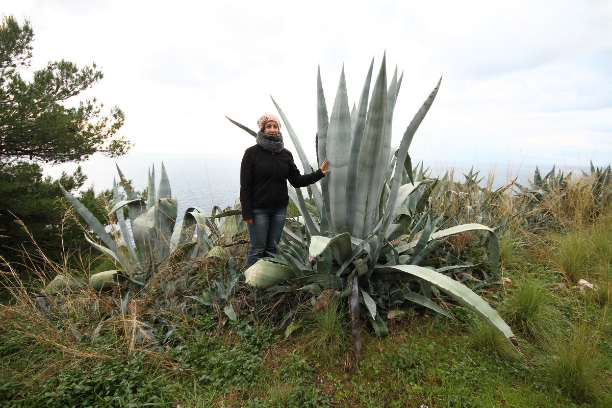 mljet_00009