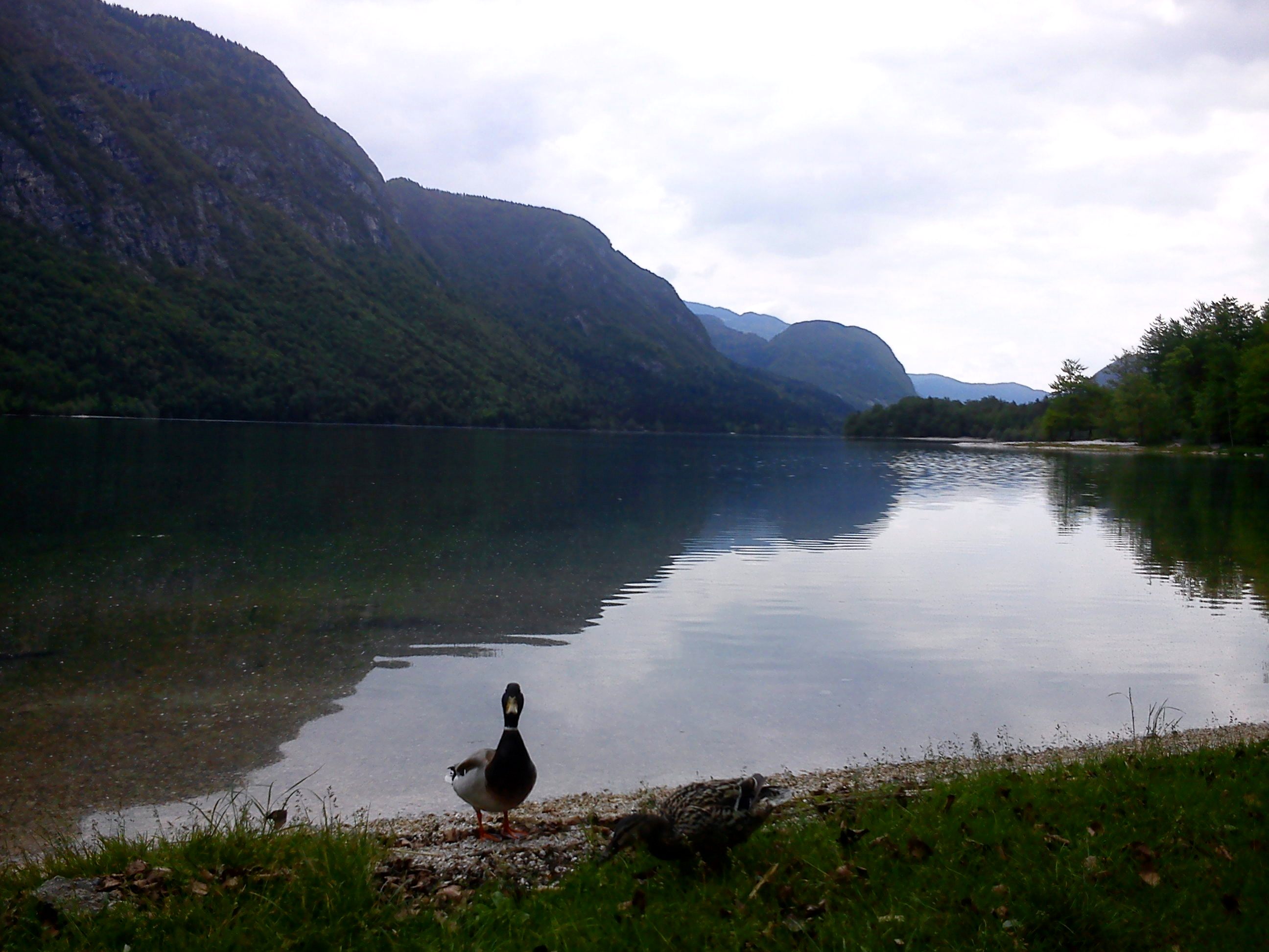 Bohinji-tó